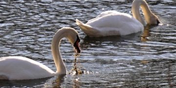 Els cignes del riu Ter