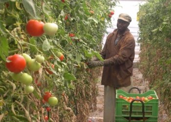 Qui ens roba la feina?