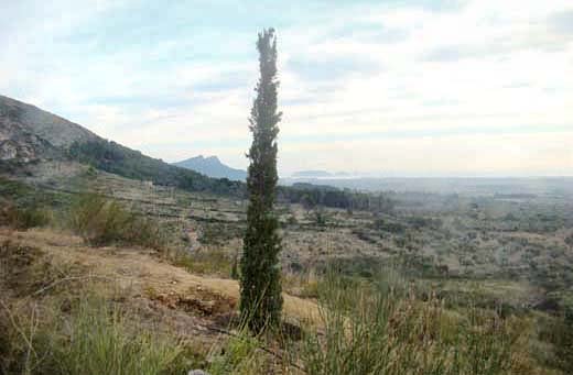 Xifrer d´en Navarro Xifrer d´en Navarro