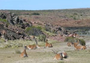 Guanacs a Sobrestany