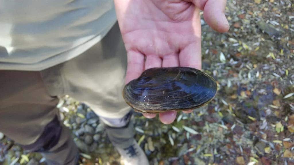 Els musclos d’aigua dolça