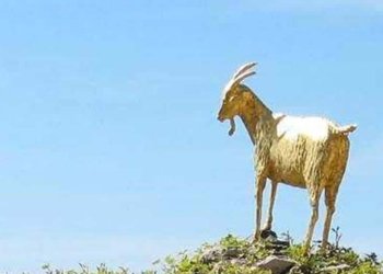 La cabra estassada i la cabra d’or