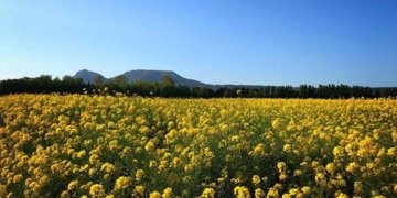 Elogi de la primavera