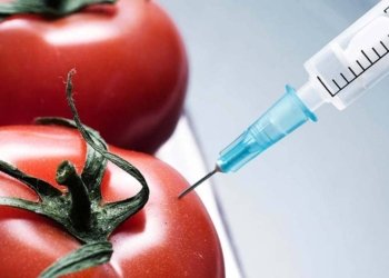 El debat dels transgènics