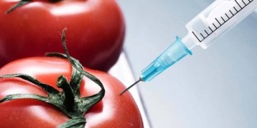 El debat dels transgènics