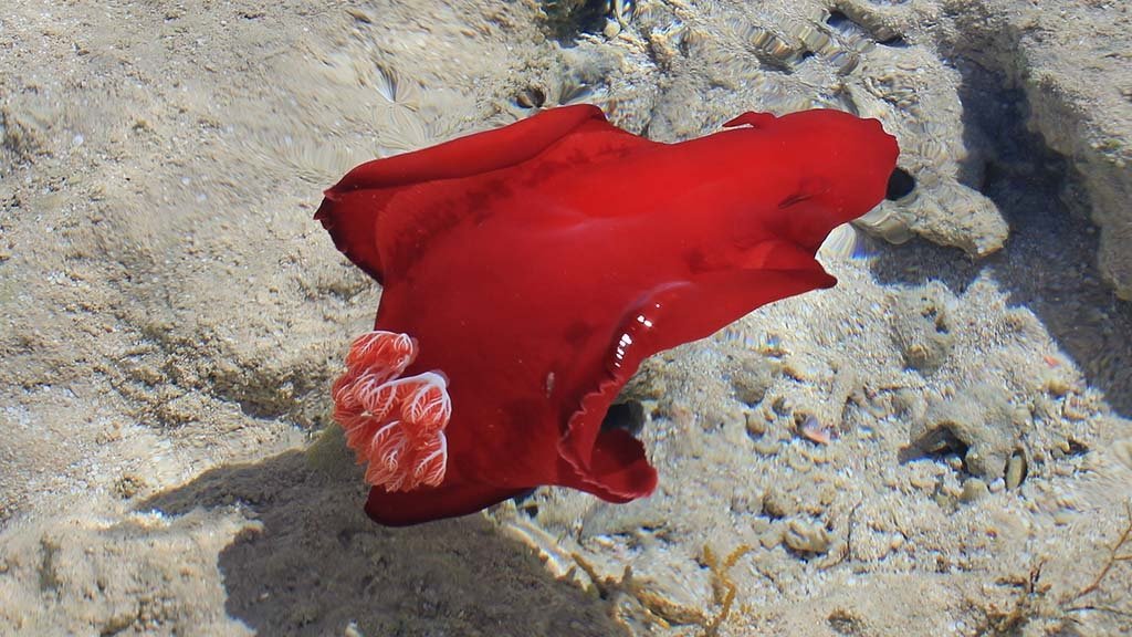 Petons a la “ballerina”