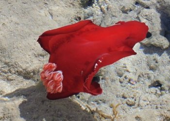 Petons a la “ballerina”