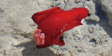 Petons a la “ballerina”