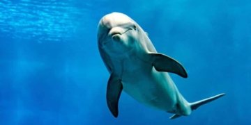 Aproximació a la foto-identificació del dofí mular al Cap de Creus