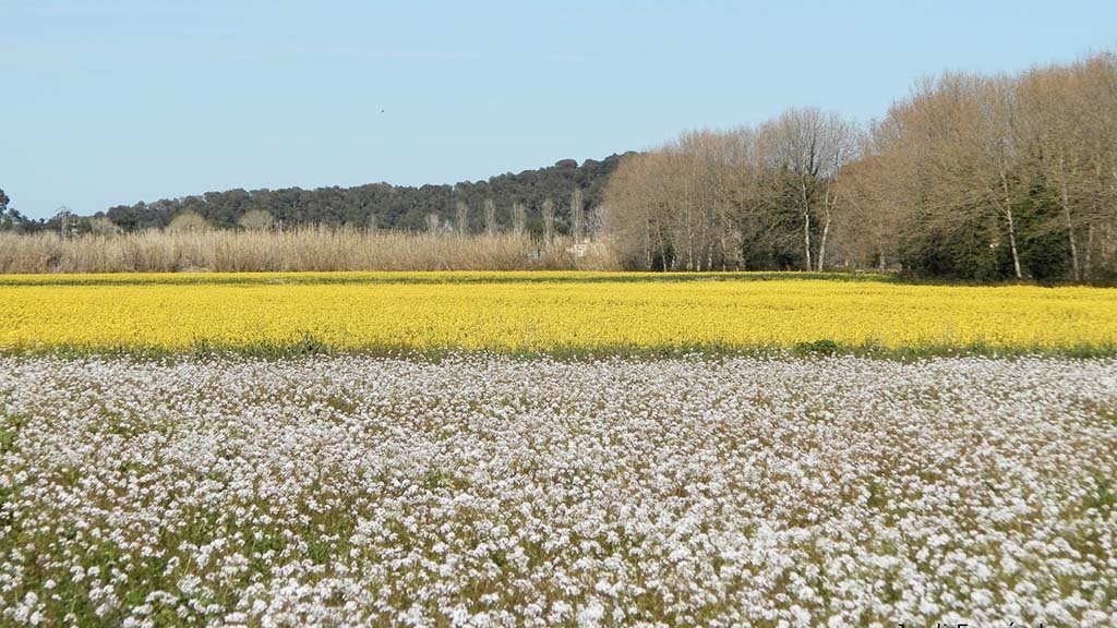 Flors, arbres… contrastos