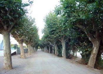 Quaranta-quatre plàtans