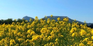 Primavera – Descripció d’un paisatge.