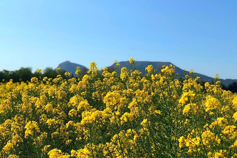 Primavera – Descripció d’un paisatge.