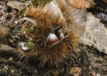 Tardor: Temps de castanyes