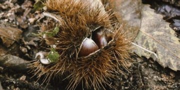 Tardor: Temps de castanyes