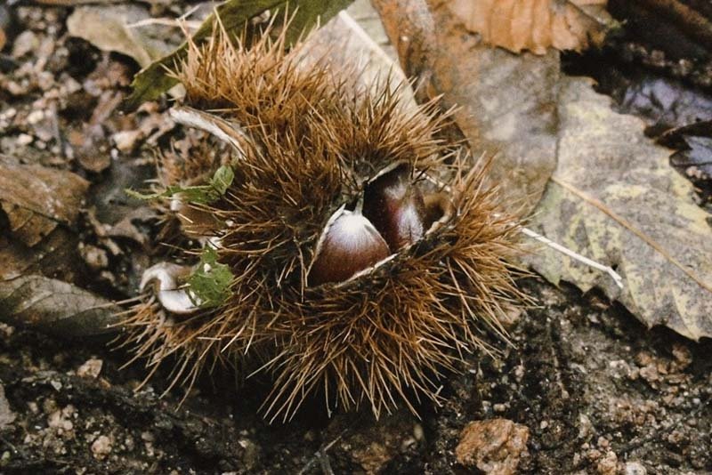 Tardor: Temps de castanyes