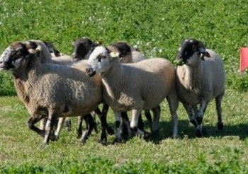 620a Fira de Sant Andreu