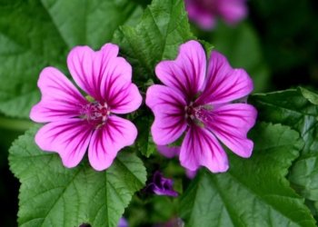 La primavera o el goig dels sentits