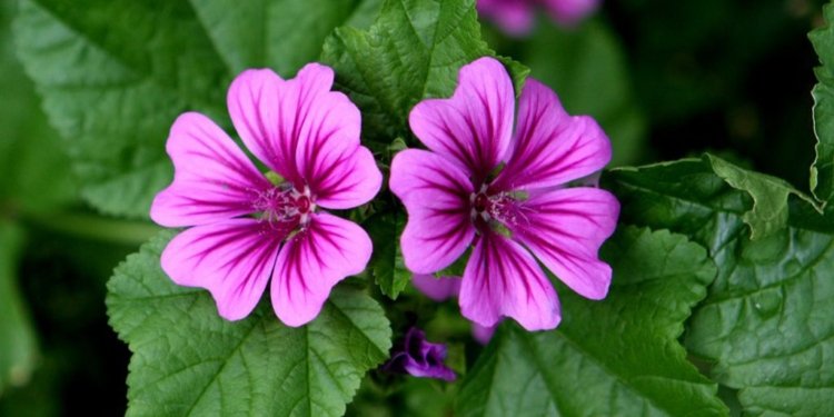 La primavera o el goig dels sentits