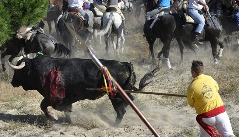 toro de la Vega