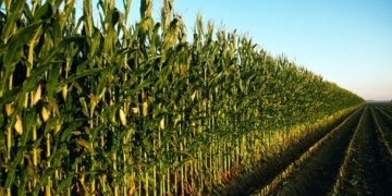 “La Guerra Civil i la Revolució a Torroella de Montgrí (1936-1939)”