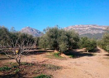 Paisatge amb oliveres