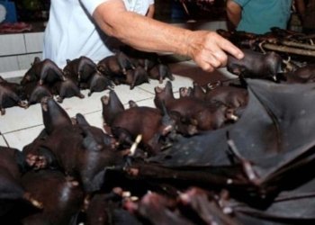 Els mercats d’animals salvatges xinesos, causa de l’epidèmia