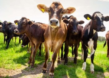 Ser ramader: una cursa d’obstacles