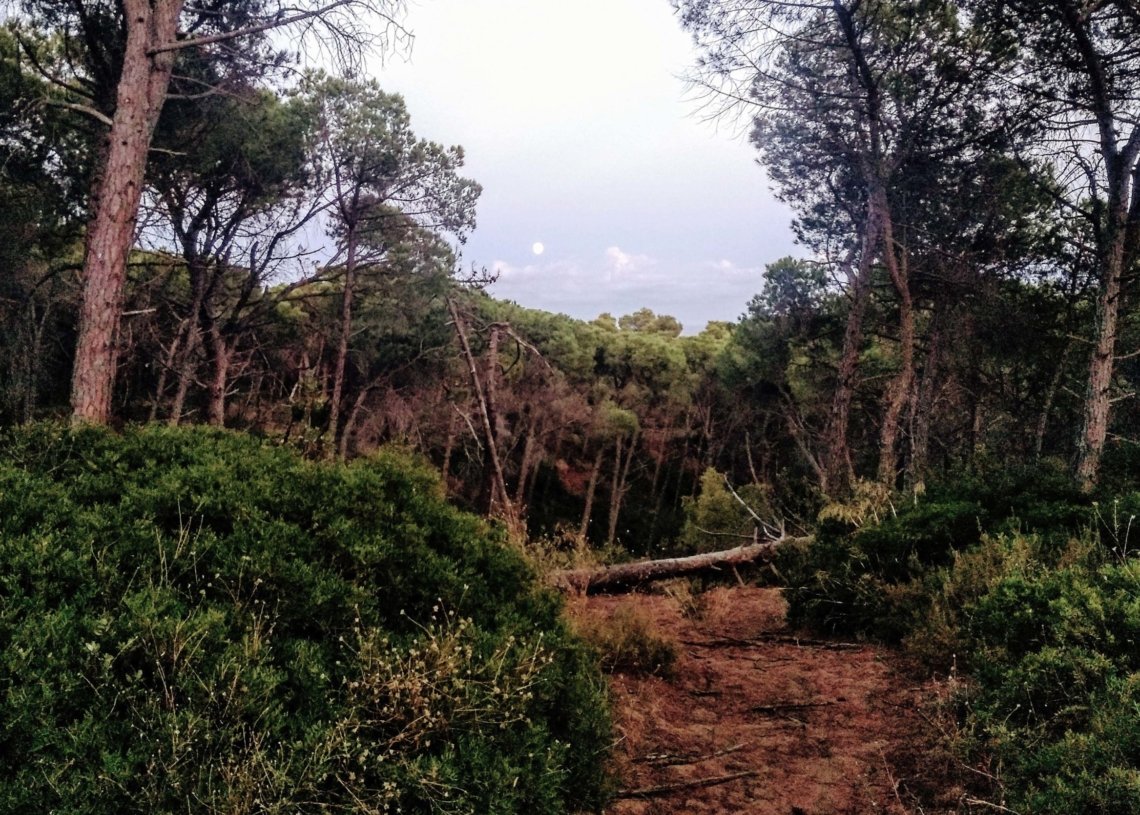 Les Dunes, un bosc trans