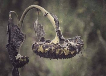 La mala salut del català (I)