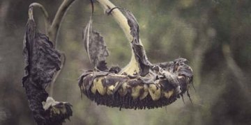 La mala salut del català (I)