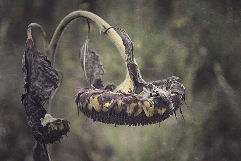 La mala salut del català (I)