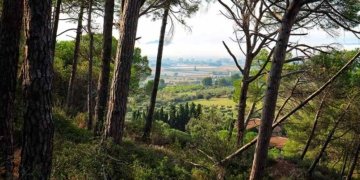 Martí Boada o la passió pel bosc