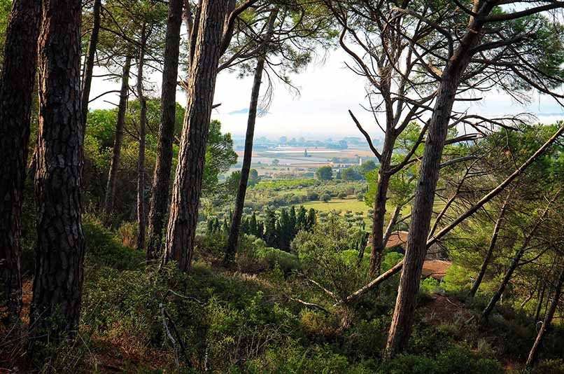 Martí Boada o la passió pel bosc