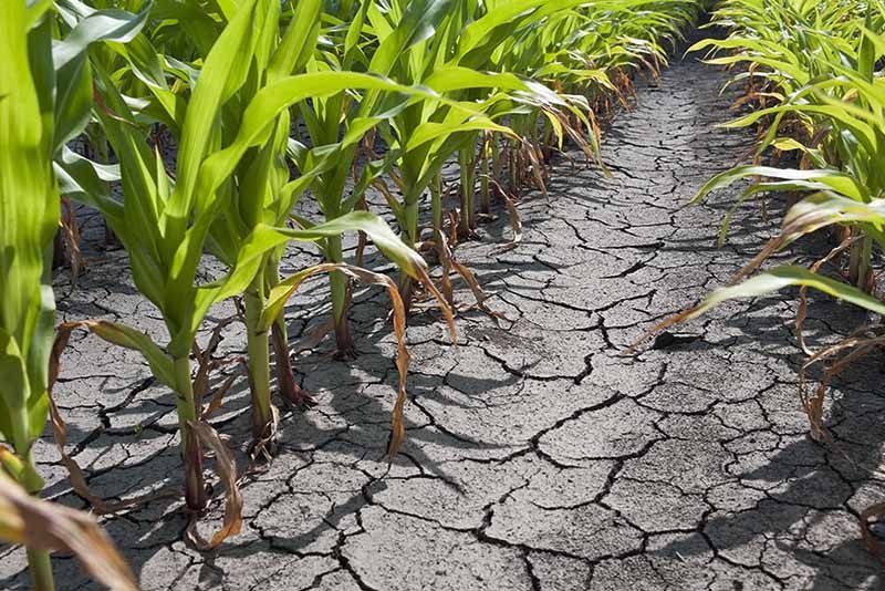 Postveritat climàtica I