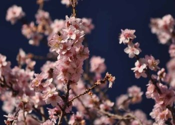 El parany de l’adaptació