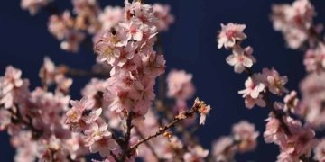 El parany de l’adaptació