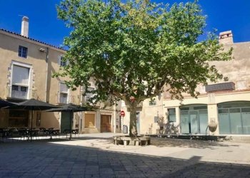 Homenatge als nostres arbres