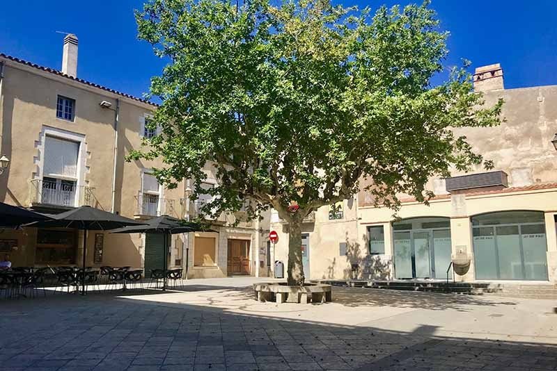 Homenatge als nostres arbres