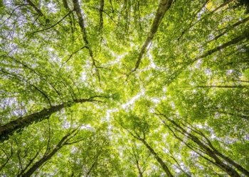 La nova Economia del Benestar (II)