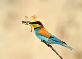 L’estiu silenciós