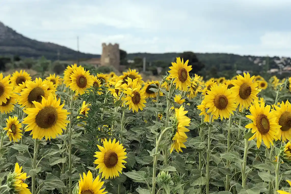 El gira-sol, un paisatge tenyit de groc