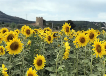 El gira-sol, un paisatge tenyit de groc