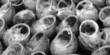 Cargols, anguiles i guatlleres