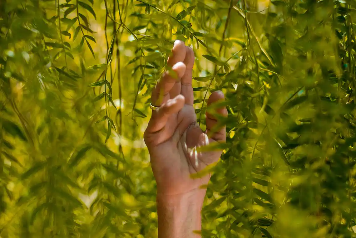 La Sostenibilitat (I) –  La sostenibilitat com a valor