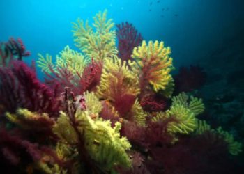 40 anys de l’aprovació de les primeres normes de protecció de la reserva marina de les Illes Medes.