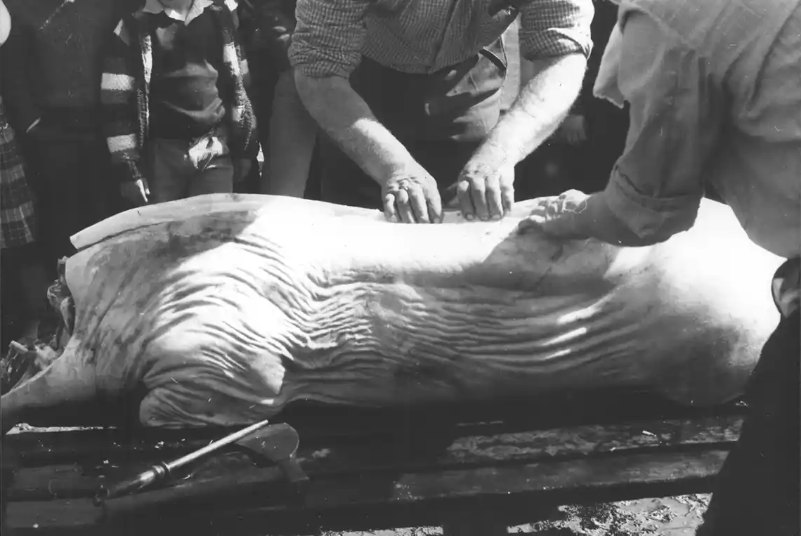 La matança del porc