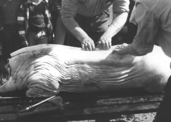 La matança del porc