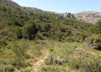 Itineraris amb plantes destacables al PNMMBT (III) La vall de Santa Caterina