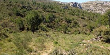 Itineraris amb plantes destacables al PNMMBT (III) La vall de Santa Caterina
